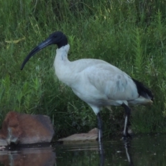 Threskiornis molucca (Australian White Ibis) at Paddys River, ACT - 25 Jan 2015 by michaelb