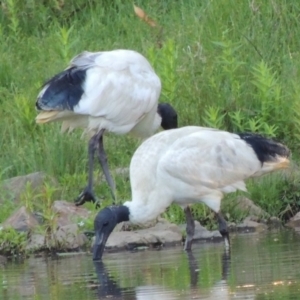 Threskiornis molucca at Paddys River, ACT - 25 Jan 2015 07:18 PM