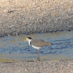 Vanellus miles (Masked Lapwing) at Tennent, ACT - 28 Jan 2014 by michaelb