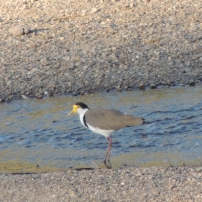 Vanellus miles (Masked Lapwing) at Tennent, ACT - 28 Jan 2014 by michaelb