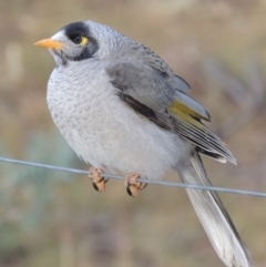 Manorina melanocephala (Noisy Miner) at Greenway, ACT - 10 May 2018 by michaelb