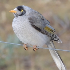 Manorina melanocephala at Greenway, ACT - 11 May 2018