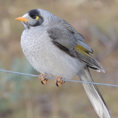 Manorina melanocephala (Noisy Miner) at Greenway, ACT - 10 May 2018 by michaelb