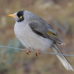 Manorina melanocephala at Greenway, ACT - 11 May 2018