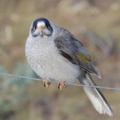 Manorina melanocephala at Greenway, ACT - 11 May 2018