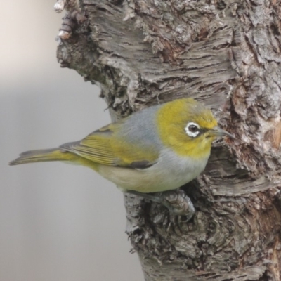 Zosterops lateralis (Silvereye) at Conder, ACT - 6 Sep 2017 by MichaelBedingfield