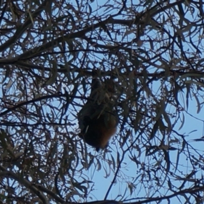 Pteropus poliocephalus (Grey-headed Flying-fox) at Flynn, ACT - 12 Jul 2018 by RobSpeirs