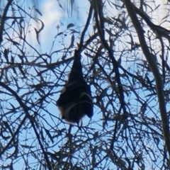 Pteropus poliocephalus at Flynn, ACT - 12 Jul 2018 12:00 AM