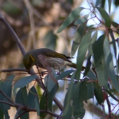 Ptilotula ornata (Yellow-plumed Honeyeater) at Hall, ACT - 7 Jun 2018 by PrueSteve