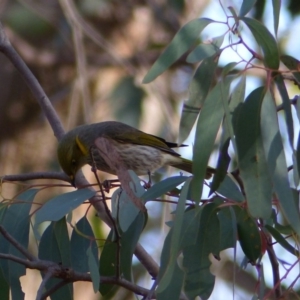 Ptilotula ornata at Hall, ACT - 7 Jun 2018