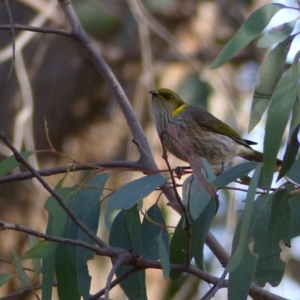 Ptilotula ornata at Hall, ACT - 7 Jun 2018