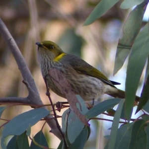 Ptilotula ornata at Hall, ACT - 7 Jun 2018