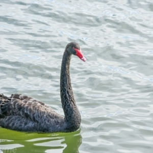 Cygnus atratus at Kingston, ACT - 12 Jul 2018