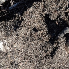 Papyrius nitidus at Symonston, ACT - suppressed