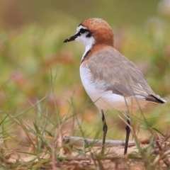 Anarhynchus ruficapillus (Red-capped Plover) at Jervis Bay National Park - 17 Dec 2015 by CharlesDove