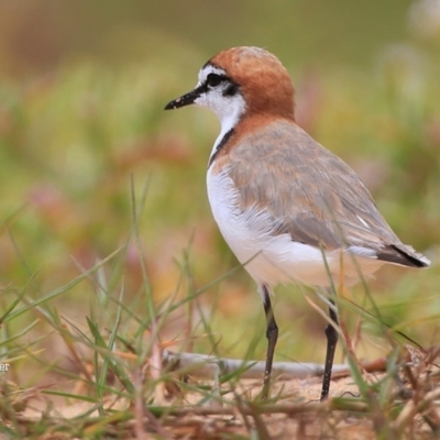 Anarhynchus ruficapillus (Red-capped Plover) at Jervis Bay National Park - 18 Dec 2015 by CharlesDove