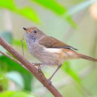 Acanthiza pusilla (Brown Thornbill) at Lake Conjola, NSW - 15 Dec 2015 by CharlesDove