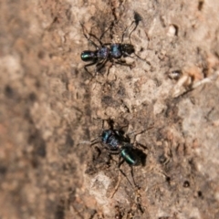 Rhytidoponera metallica (Greenhead ant) at Stromlo, ACT - 9 Jul 2018 by SWishart