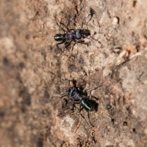 Rhytidoponera metallica at Stromlo, ACT - 9 Jul 2018