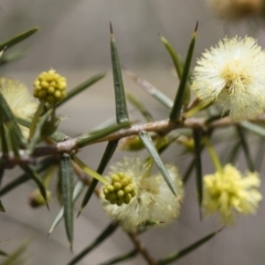 Acacia ulicifolia (Prickly Moses) at Michelago, NSW - 20 Oct 2016 by Illilanga