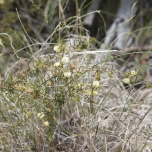 Acacia ulicifolia at Illilanga & Baroona - 21 Oct 2016