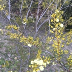 Acacia genistifolia at Illilanga & Baroona - 23 Jun 2017