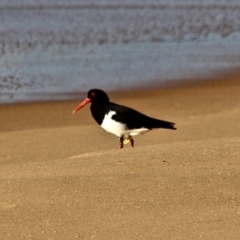 Haematopus longirostris (Australian Pied Oystercatcher) at Nelson, NSW - 15 Jun 2018 by RossMannell