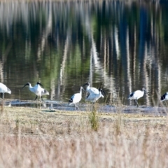 Threskiornis molucca (Australian White Ibis) at Nelson, NSW - 15 Jun 2018 by RossMannell