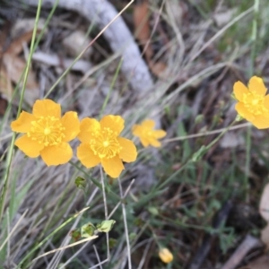 Hypericum gramineum at Michelago, NSW - 15 Feb 2016