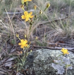 Hypericum gramineum at Michelago, NSW - 15 Feb 2016