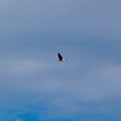 Icthyophaga leucogaster (White-bellied Sea-Eagle) at Nelson, NSW - 15 Jun 2018 by RossMannell