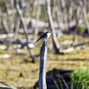 Microeca fascinans at Nelson, NSW - 15 Jun 2018 11:39 AM