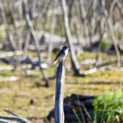 Microeca fascinans at Nelson, NSW - 15 Jun 2018 11:39 AM