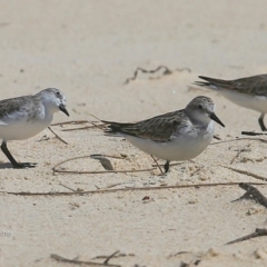 Calidris ruficollis (Red-necked Stint) at Cunjurong Point, NSW - 9 Dec 2015 by Charles Dove