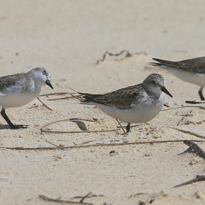 Calidris ruficollis (Red-necked Stint) at Cunjurong Point, NSW - 9 Dec 2015 by Charles Dove