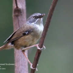 Sericornis frontalis (White-browed Scrubwren) at Meroo National Park - 11 Dec 2015 by CharlesDove