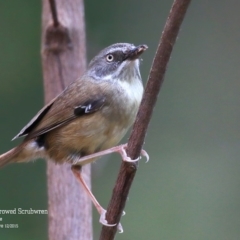 Sericornis frontalis (White-browed Scrubwren) at Meroo National Park - 10 Dec 2015 by CharlesDove