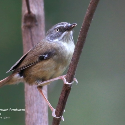 Sericornis frontalis (White-browed Scrubwren) at Meroo National Park - 10 Dec 2015 by CharlesDove