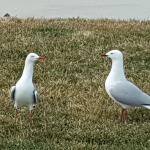 Chroicocephalus novaehollandiae at Acton, ACT - 12 Jul 2018