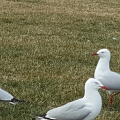 Chroicocephalus novaehollandiae at Acton, ACT - 12 Jul 2018