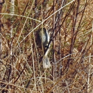 Acanthiza pusilla at Tharwa, ACT - 12 Jul 2018 11:40 AM