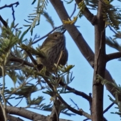 Acanthiza pusilla at Tharwa, ACT - 12 Jul 2018 11:40 AM