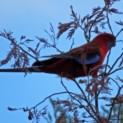 Platycercus elegans (Crimson Rosella) at Tennent, ACT - 12 Jul 2018 by RodDeb