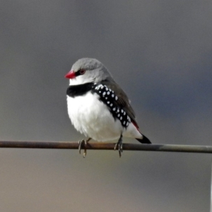 Stagonopleura guttata at Paddys River, ACT - 12 Jul 2018