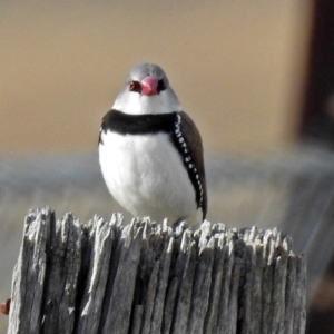 Stagonopleura guttata at Paddys River, ACT - 12 Jul 2018