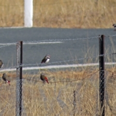 Stagonopleura guttata at Paddys River, ACT - 12 Jul 2018