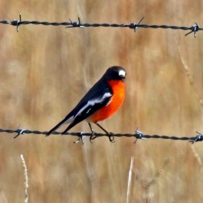 Petroica phoenicea (Flame Robin) at Paddys River, ACT - 12 Jul 2018 by RodDeb