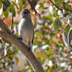 Colluricincla harmonica (Grey Shrikethrush) at Tharwa, ACT - 12 Jul 2018 by RodDeb