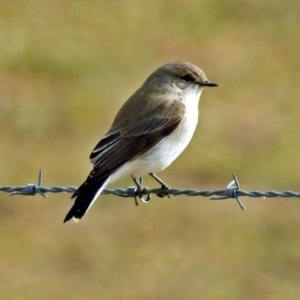 Microeca fascinans at Paddys River, ACT - 12 Jul 2018 01:39 PM