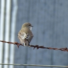 Microeca fascinans at Paddys River, ACT - 12 Jul 2018 01:39 PM